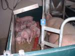 Schweine im Tierversuch, Landesanstalt fr Schweinezucht 26.09.04