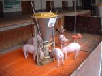 Tierversuche (fr die "Fleisch"produktion) an Schweinen - fr unvegane Tierversuchsgegner in Ordnung