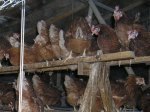 Welteitag: bäuerliche Hühnerhaltung