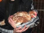 Hühnerbefreiung aus Boden-/Freilandhaltung 05.02.2011