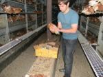 Kükenbefreiung  aus Aufzuchtanlage 12.08.12