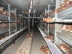 Kükenbefreiung  aus Aufzuchtanlage 12.08.12