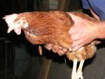 Hhnerbefreiung aus Eierproduktionsanlage 9.08.08