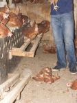 Hühnerbefreiung aus Eierproduktionsanlage 9.08.08