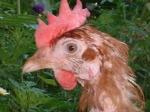 Aus Bodenhaltung befreites Huhn 03.10.04