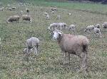 Schafe mit Lmmern 19.11.03