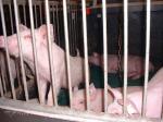 Schweine im Tierversuch, Landesanstalt für Schweinezucht 26.09.04