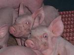 Schweine im Tierversuch, Landesanstalt für Schweinezucht 26.09.04