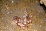 Hühnerbefreiung aus Bodenhaltung 30.10.2011
